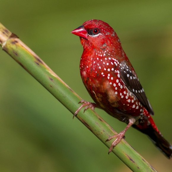 redbird0